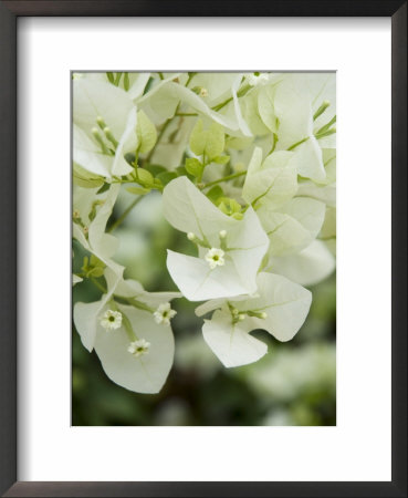 Flowers, Goa, India by R H Productions Pricing Limited Edition Print image