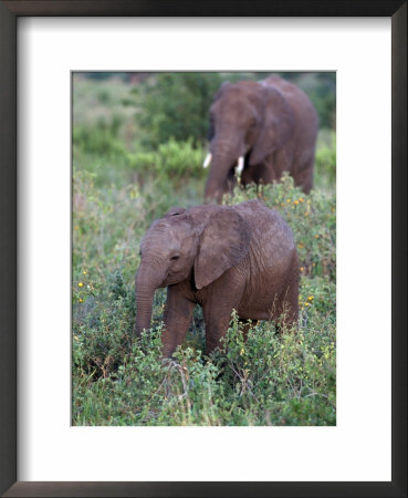 African Elephants, Luxodonta Africana, Tanzania by Robert Franz Pricing Limited Edition Print image