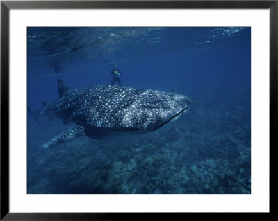 Whale Shark, With Diver, W. Australia by Gerard Soury Pricing Limited Edition Print image