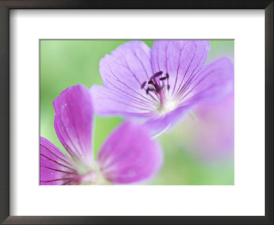 Geranium Blue Sunrise, Close-Up Of Purple Flower by Francois De Heel Pricing Limited Edition Print image