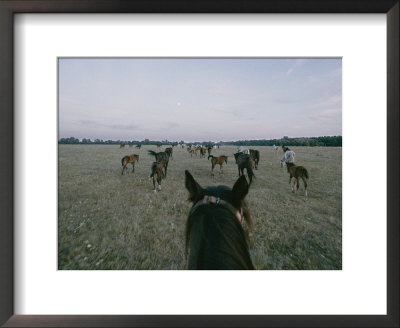 Horses In The Fog by Sisse Brimberg Pricing Limited Edition Print image
