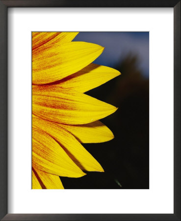 Close View Of The Petals Of A Sunflower by Jason Edwards Pricing Limited Edition Print image