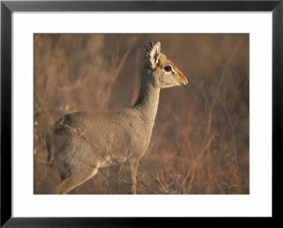 A Guenthers Dik-Dik Camouflaged In Its Grassy Habitat by Roy Toft Pricing Limited Edition Print image