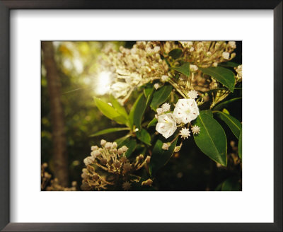 Mountain Laurel In Bloom In Early Morning Light by Raymond Gehman Pricing Limited Edition Print image
