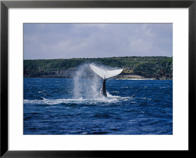 A Humpback Whale Slapping Its Tail On The Waters Surface by Jason Edwards Pricing Limited Edition Print image