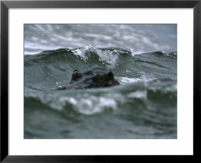 Hippopotamus Peering Out Of The Surf by Michael Nichols Pricing Limited Edition Print image