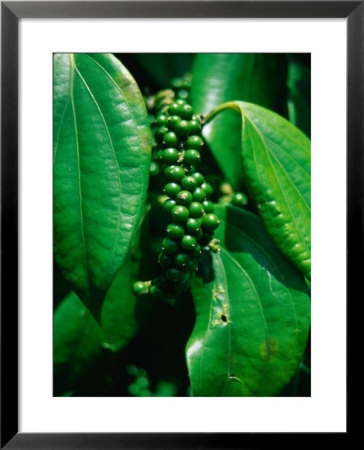 Pepper Seeds On Plant At Skandis Longhouse, Kesit River, Malaysia by Mark Daffey Pricing Limited Edition Print image
