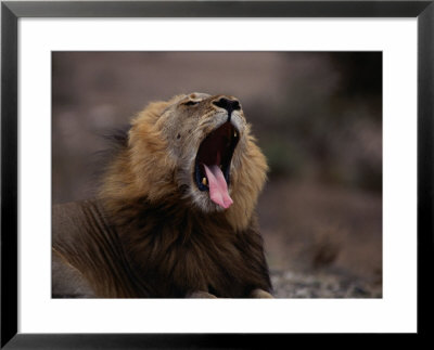 Yawning Lion, Kruger National Park, Kruger National Park, Mpumalanga, South Africa by Carol Polich Pricing Limited Edition Print image