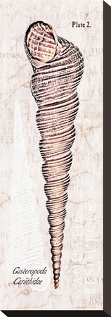 Shell: Gastropoda, Cerithiidae, Mangrove Sea Snail by Christine Zalewski Pricing Limited Edition Print image