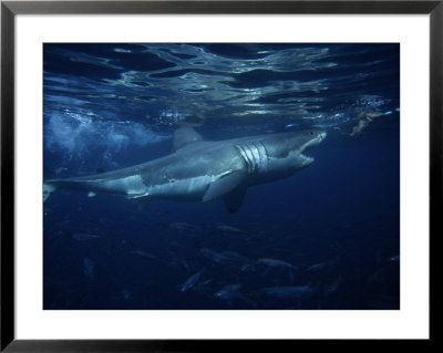 Great White Shark, Attacking Bait, South Australia by Gerard Soury Pricing Limited Edition Print image