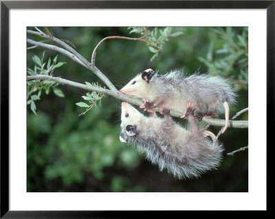Opossum, Didelphis Species, Two Young Playing In Tree Tennessee by Alan And Sandy Carey Pricing Limited Edition Print image