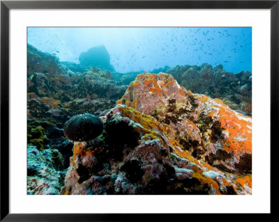 Colorful Underwater Scene, Fatu Hiva Island, French Polynesia by Tim Laman Pricing Limited Edition Print image