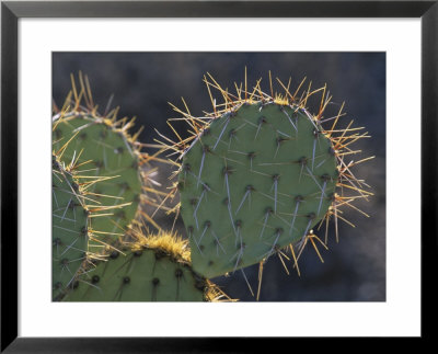 Prickly Pear Cactus, Saguaro National Park, Tucson, Arizona, Usa by John & Lisa Merrill Pricing Limited Edition Print image