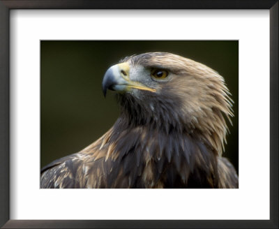 Golden Eagle, 4Th Year Male, Scotland, Uk by Niall Benvie Pricing Limited Edition Print image