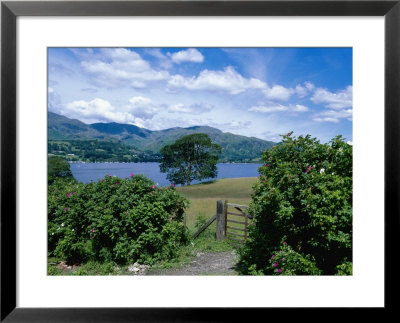 Coniston Water, Coniston Fells In Background, Cumbria, Uk by Ian West Pricing Limited Edition Print image