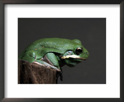 Green Tree Frog, Hyla Cinerea by Larry F. Jernigan Pricing Limited Edition Print image