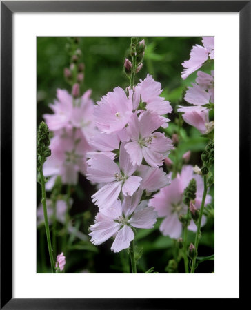 Checkerbloom by Mark Bolton Pricing Limited Edition Print image