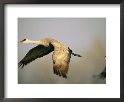 Sandhill Cranes In Flight by Joel Sartore Pricing Limited Edition Print image