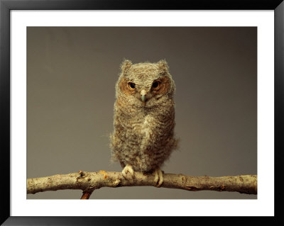 A Screech Owl by Scott Sroka Pricing Limited Edition Print image