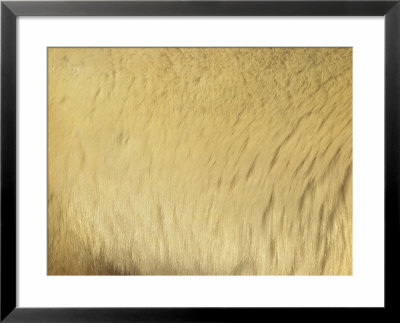 A Close View Of Polar Bear Fur by Norbert Rosing Pricing Limited Edition Print image