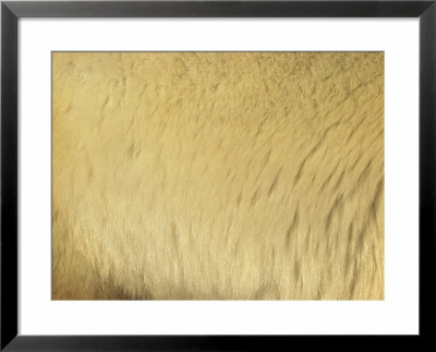 A Close View Of Polar Bear Fur by Norbert Rosing Pricing Limited Edition Print image