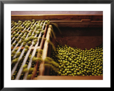 Olives Harvested And Readied For Transport To Palermo And Naples by Sisse Brimberg Pricing Limited Edition Print image