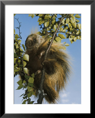 Porcupine In A Tree by Christopher Knight Pricing Limited Edition Print image