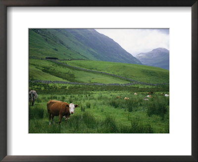 Cattle Graze In Fields Fenced With Stone Walls by Joel Sartore Pricing Limited Edition Print image