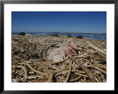 Australian Pelican Chick In Nest by Jason Edwards Pricing Limited Edition Print image