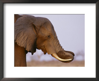 An African Elephant Curls Its Trunk Between Its Tusks by Beverly Joubert Pricing Limited Edition Print image