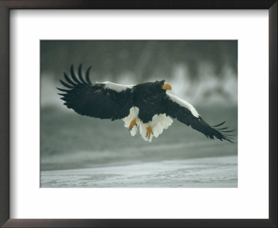 Stellers Sea-Eagle Descends Along The Shore Of Kamchatka Peninsula by Klaus Nigge Pricing Limited Edition Print image