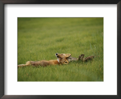 A Red Fox Lays On Its Back Looking Back At The Photographer by Roy Toft Pricing Limited Edition Print image
