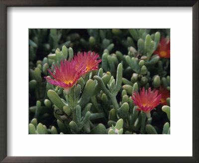 Carpobrotus Succulent Plants With Their Flowers by David Evans Pricing Limited Edition Print image