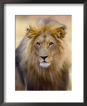 Male Lion At Africat Project, Namibia by Joe Restuccia Iii Pricing Limited Edition Print image