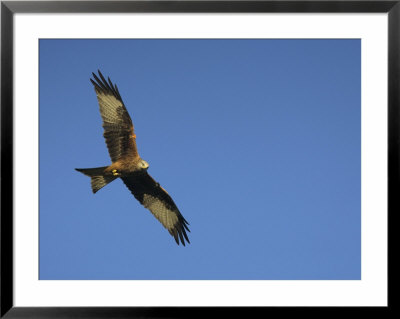 Red Kite (Milvus Milvus) In Flight With Wing Tags, Gigrin Farm, Rhayader, Wales, United Kingdom by Ann & Steve Toon Pricing Limited Edition Print image