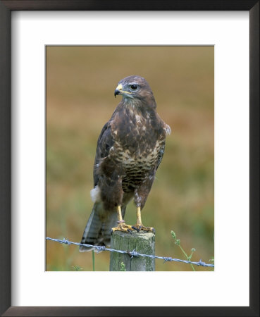 Captive Buzzard (Buteo Buteo), United Kingdom by Steve & Ann Toon Pricing Limited Edition Print image