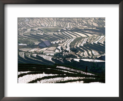 Wet Rice Is Grown In Terraced Mountain Valleys Of Northern Vietnam, Sapa, Lao Cai, Vietnam by Stu Smucker Pricing Limited Edition Print image