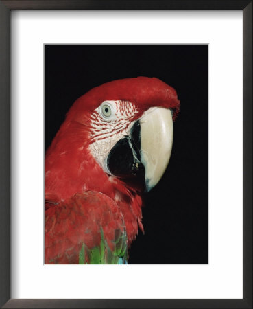 Green Winged Macaw by Lynn M. Stone Pricing Limited Edition Print image
