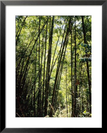 Taiwan Giant Bamboo, Doi Angkhang, Thailand by Dr. Cannon Raymond Pricing Limited Edition Print image