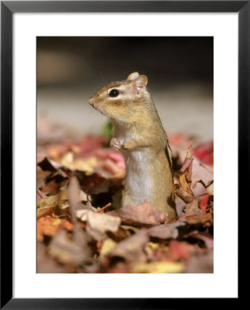 Eastern Chipmunk by Mark Hamblin Pricing Limited Edition Print image