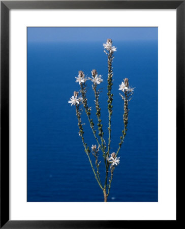 Hollow-Stemmed Asphodel, Cyprus by Iain Sarjeant Pricing Limited Edition Print image