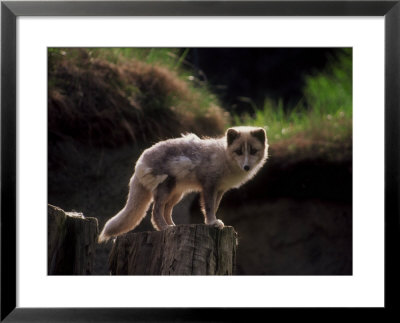 Gray Fox Standing On Stump by Fogstock Llc Pricing Limited Edition Print image
