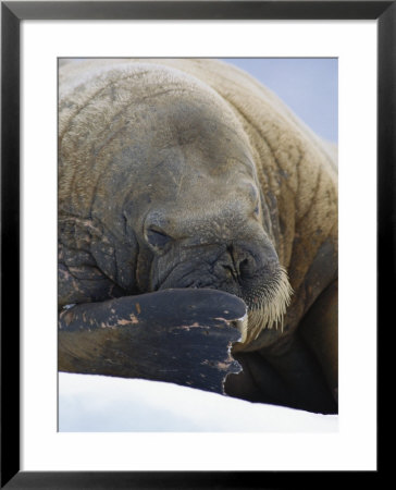 An Atlantic Walrus Rubs Its Face With Its Flipper by Paul Nicklen Pricing Limited Edition Print image