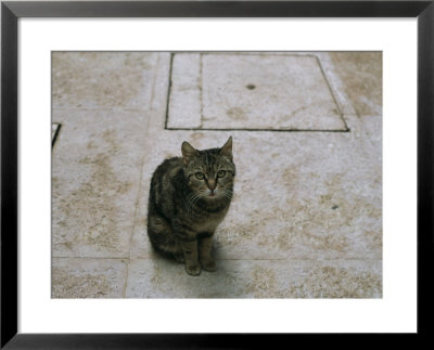 Brown Tabby Cat Sitting On Tiles Looking Up At The Camera by Todd Gipstein Pricing Limited Edition Print image