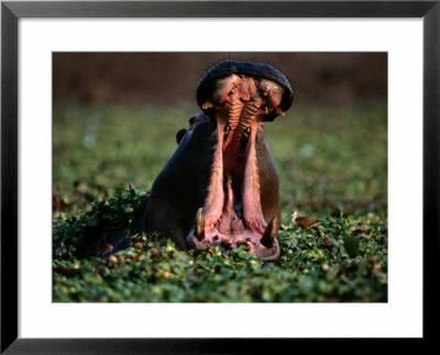Hippopotamus Showing Territorial Display Of Mouth-Opening by Chris Johns Pricing Limited Edition Print image