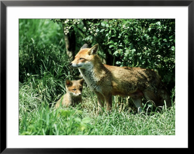 Fox, Vixen With Cub, Surrey by David Tipling Pricing Limited Edition Print image