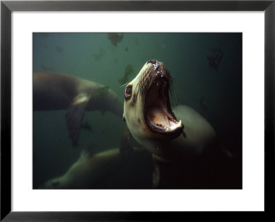 Hooker Sealion, New Zealand by Tobias Bernhard Pricing Limited Edition Print image