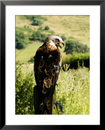 Red Kite, Adult Overlooking Countryside, Uk by Mike Powles Pricing Limited Edition Print image