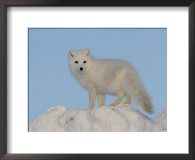 Arctic Fox, Near Churchill, Canada by Daniel Cox Pricing Limited Edition Print image
