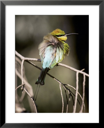 Male Rainbow Bee Eater With Its Feathers Fluffed Up For Warmth, Australia by Jason Edwards Pricing Limited Edition Print image
